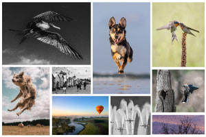 August 'Flight' free monthly photo comp - the winners!