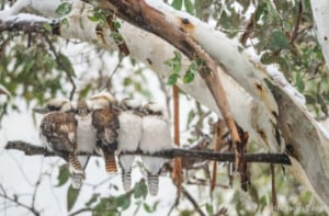 Kookaburra family photo scoops People's Choice award at Nature Photographer of the Year comp