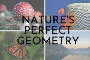 June &lsquo;Nature&rsquo;s Perfect Geometry&rsquo; monthly photo comp: the results!&nbsp;
