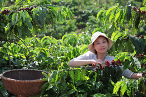 Nescaf&eacute; outlines regenerative farming plan