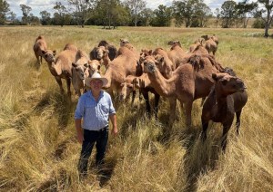 Summer Land Camels raises $700k