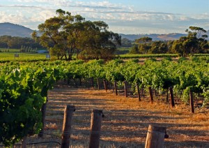 Wine Australia, Vinehealth Australia collab on SA vineyard register