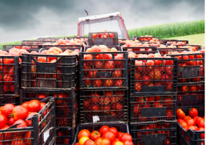 Source Certain testing exposes alleged tomato provenance fraud