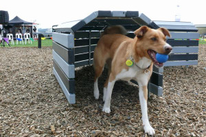 Mars Petcare sees red on plastic recycling