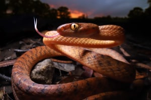 Andrew Hutchings &ndash; Australasia&rsquo;s Top Emerging Photographers 2022 &ndash; Featured portfolio