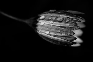Christian Jansen &ndash; Australasia&rsquo;s Top Emerging Photographers 2023 &ndash; Featured entry