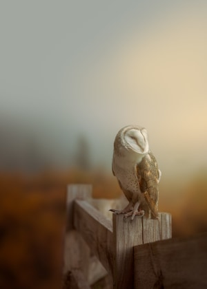 Todd Cleave &ndash; Australasia&rsquo;s Top Emerging Photographers 2023 &ndash; Featured entry