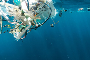 Polystyrene ban shown to cut marine litter