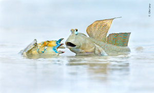 Australian Geographic Nature Photographer of the Year opens this weekend at the Australian Museum