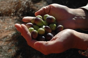Cobram Estate named a Sustainability Innovator for 2023