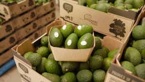 Avocado supplier smashes goals with Orora