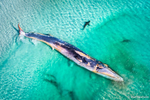 WA photographer named overall winner of the Australian Geographic Nature Photographer of the Year 2019 competition