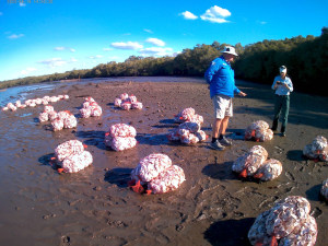 BESE bags for shellfish restoration