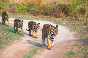 How to plan premium wildlife travel