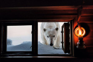 Born to Ice by Paul Nicklen