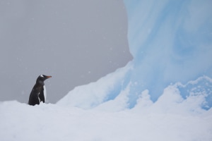 Join our wildlife photography webinar with Alex Cearns and SanDisk