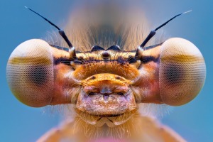 Close-Up Photographer of the Year competition: call for entries