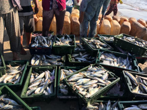 Seafood body calls for slavery transparency