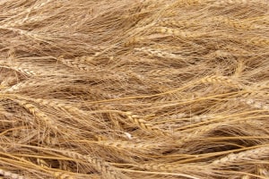 New wheat breed gives hope to coeliacs