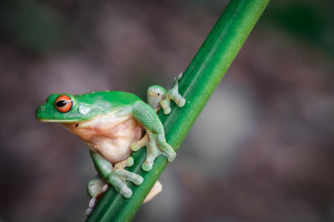 Video: How choosing the right camera height can improve your wildlife photos