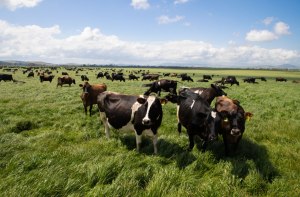 Fonterra lifts 2024/25 farmgate milk price