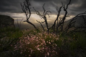 Behind the Lens: Pretty in Pink