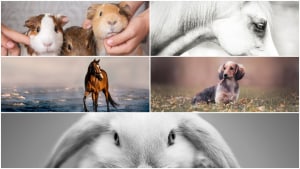 Who won our November 'Pets' photo comp?
