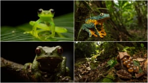 Photographer of the Year: Tips for a winning entry (from the winners)