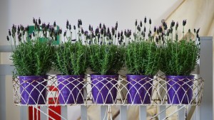 From packaging to plant pot: Vic government funds two recycling projects