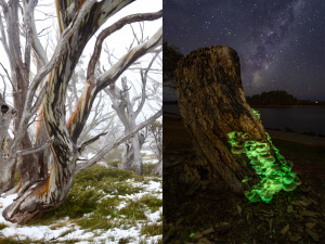 AP's free monthly photo comp May 2025 - Trees and Plants - the winners!