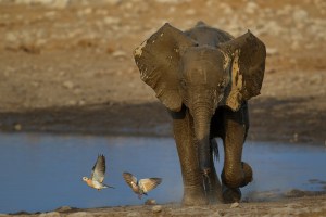 APS Behind the Lens: Patience, little one