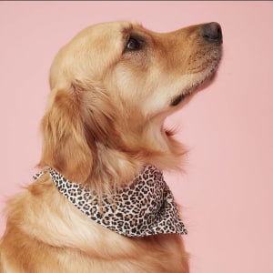 Designer dog accessories? Torannce designer Julia Hemingway says yes