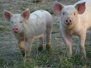 Green milestone for Aussie pork 