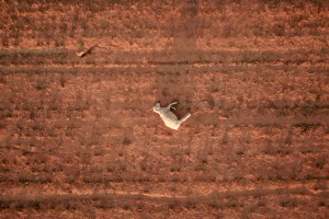 Australia's best photojournalism recognised at Nikon-Walkley awards