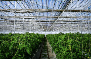 Premier Fresh Australia acquired by local directors