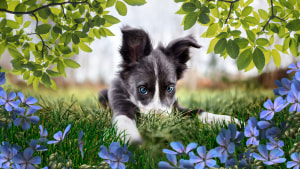 Adobe Photoshop and Premiere Elements 2023 launch