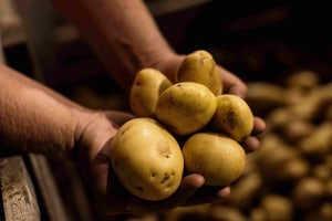 Pure Foods Tasmania &ldquo;major restructuring&rdquo; in 3Q24