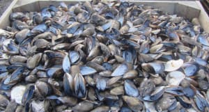 CHEP rallies behind reef restoration project