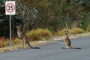 Kangaroo crashes leave more Victorian cars written-off