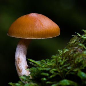 Five tips for better macro images