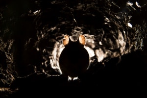 Cloud control for pest hotspots