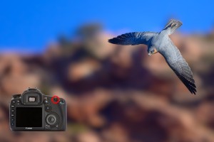 Back button focus - how one tiny button will change the way you shoot forever