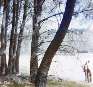 Reaction wood