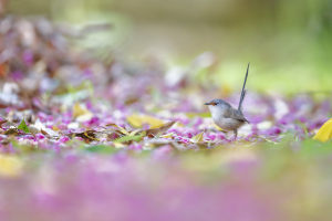 Beyond Birds on Branches: five ideas to spice up your bird photography - Part one