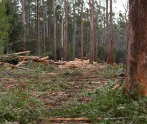 Forestry prize nominations open