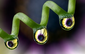 Behind the Lens: Rhythm in the Dew