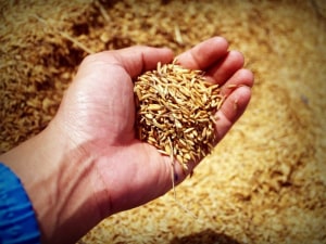 Swinburne scientists transform rice bran into packaging  