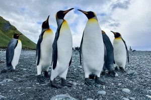 Antarctica Photography Expedition, 31st January &ndash; 27th February 2028 | Departs New Zealand