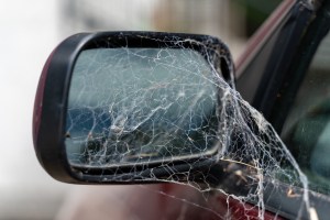 Creating a road block for pests