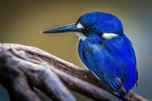 6 tips for better bird photos